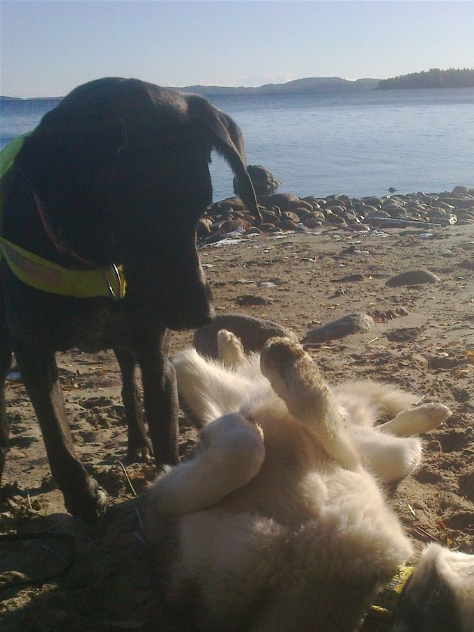 Mina hundar Blade och Queen njuter på en strand i Skuleskogen en vacker höstdag! Så här underbara dagar kommer dagishundarna också få ha. Ute i skog och mark i vårt vackra Höga Kusten!