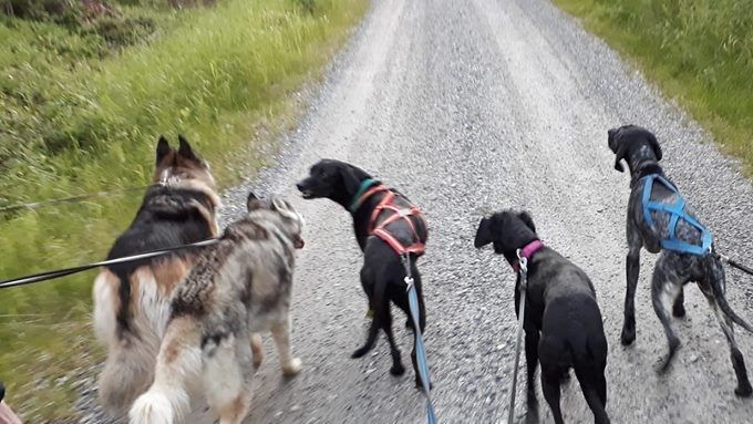 Alla mina hundar plus Johannas hund och min före detta hund Shira på en lång promenad i sommar.